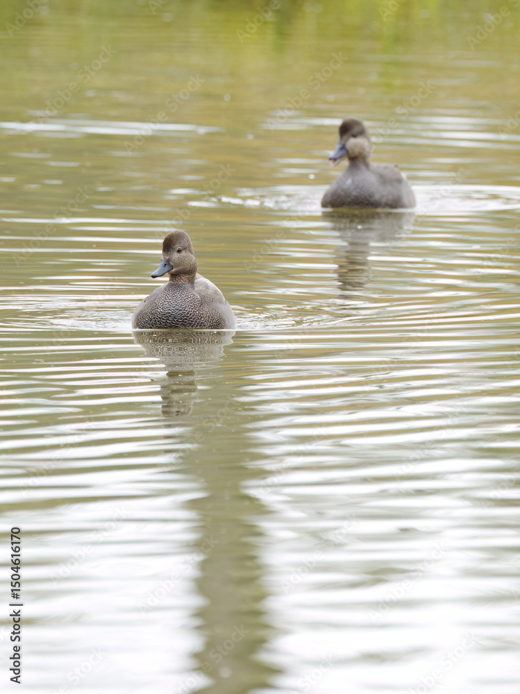 Fototapeta premium two gadwalls on the pond on a gray day, gadwalls on the lake on edge, idyllic scene on the lake with peaceful ducks, idyllic nature with waterfowl, Mareca strepera vertical