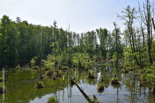 Karszt forrás