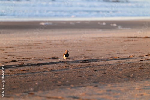 Southern Lapwing, Vanellus chilensis, water exotic bird during sunrise, in the nature habitat, Argentina
