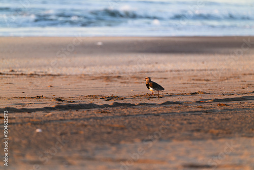 A southern lapwing rests on the Atlantic Ocean shore in Argentina