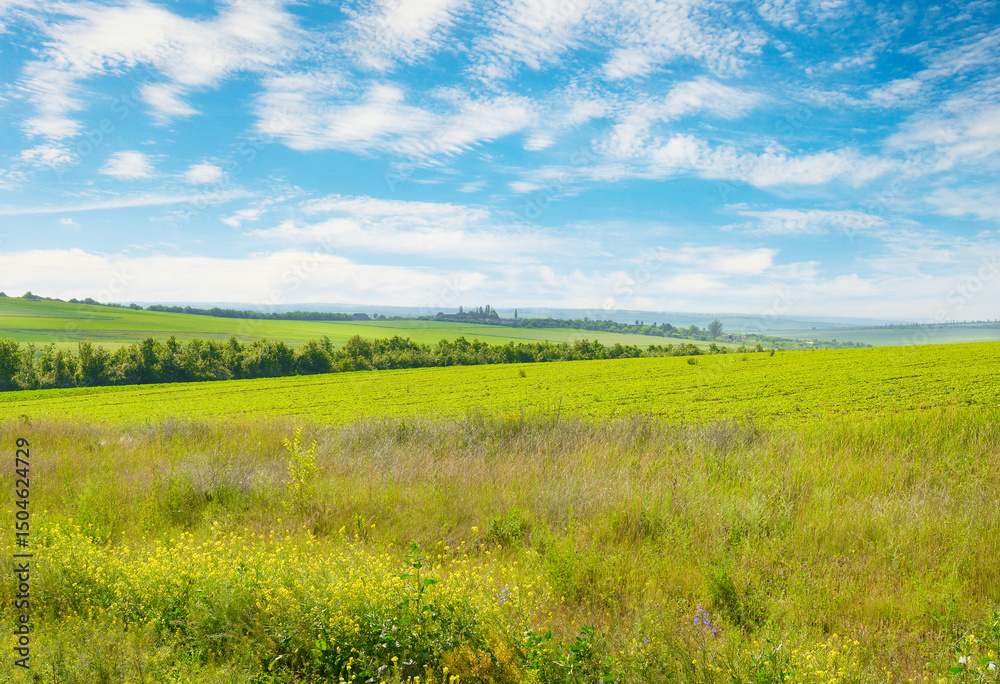 Obraz premium Beautiful summer field with bright flowers and blue sky with fluffy clouds.