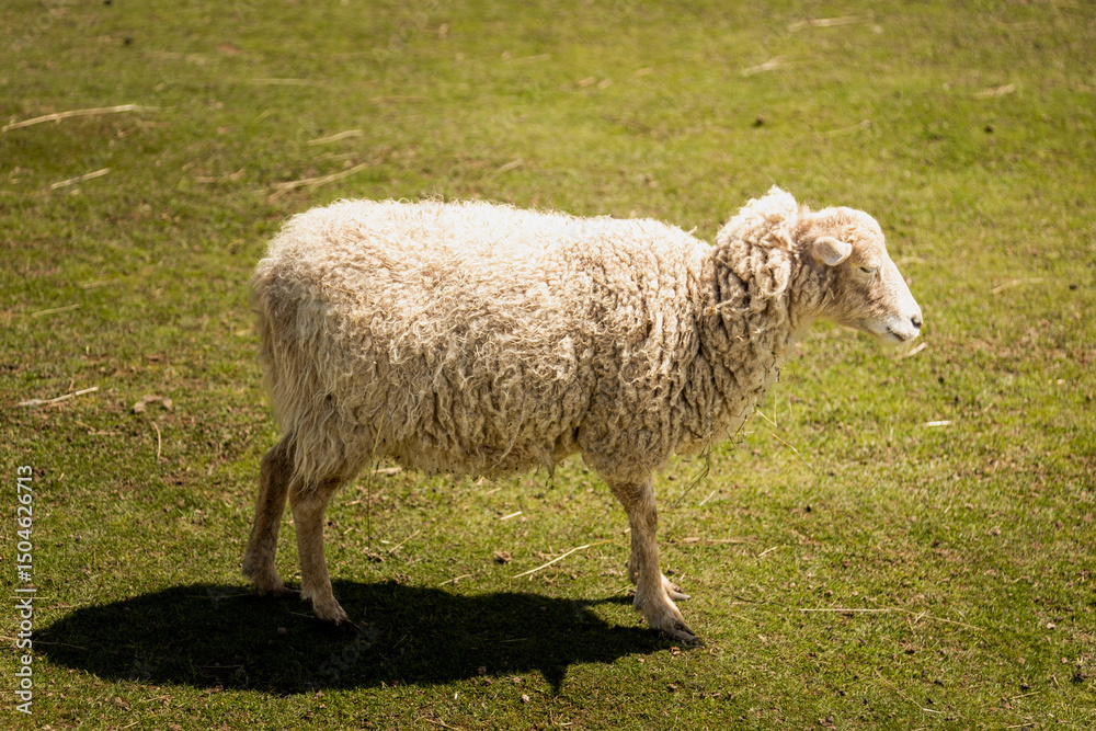 Fototapeta premium White sheeps living on a farm, portrait in summer day