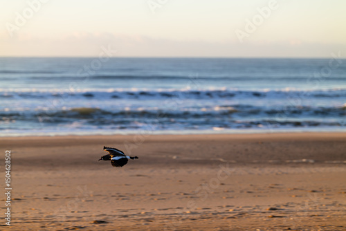 Southern Lapwing flies on the Atlantic Ocean coast in Argentina, Pinamar