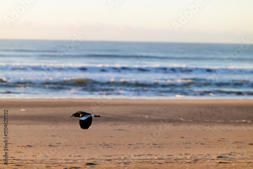 Southern Lapwing flies on the Atlantic Ocean coast in Argentina, Pinamar at dawn