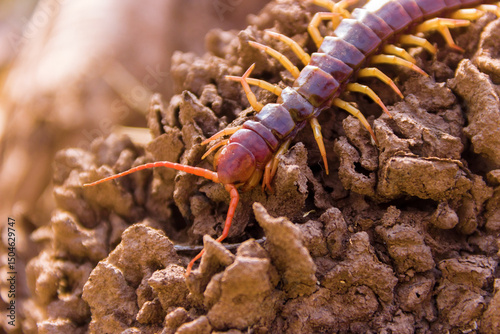A large scolopendra in a wet mountain rainforest. Probably an amphibious centipede Scolopendra cataracta. In winter (dry season). Tenasserim. Thailand photo