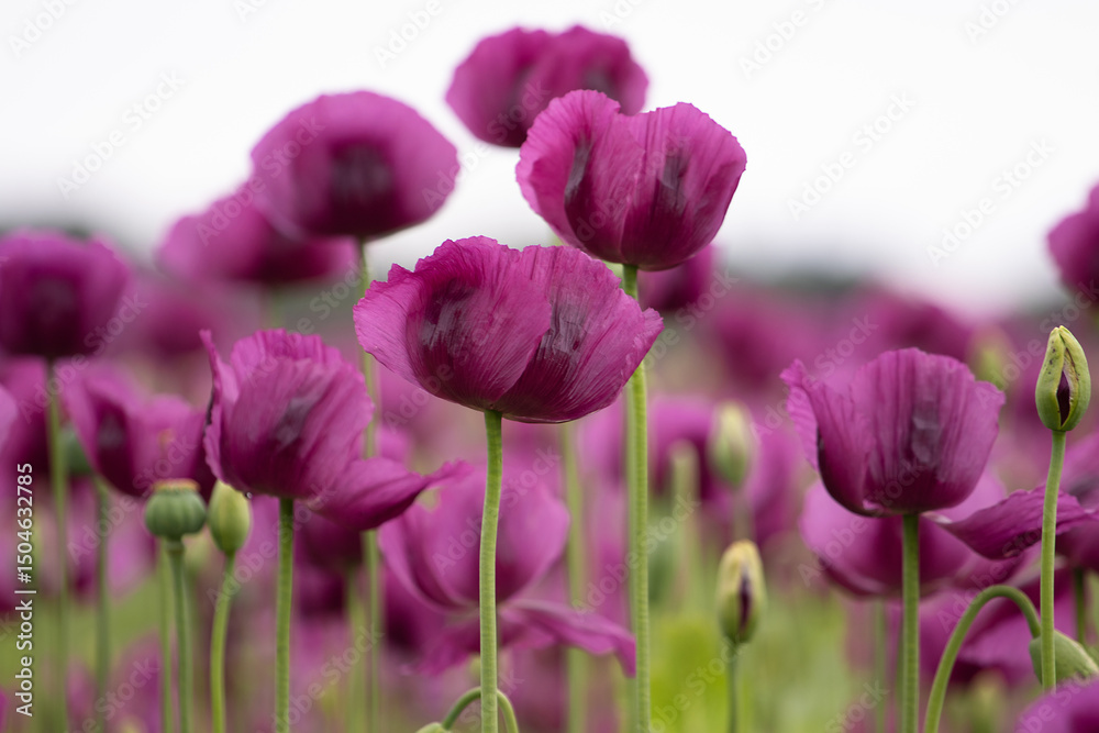 Blooming opium poppy flower field. Blooming opium poppy flower field.