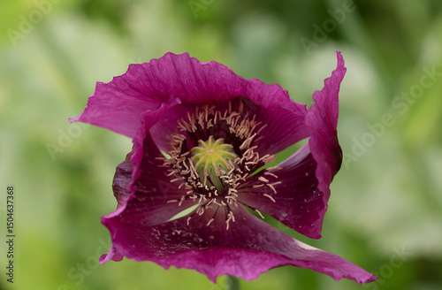 Detail of blooming opium poppy flower, papaver somniferum.