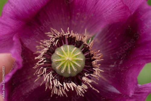 Detail of blooming opium poppy flower, papaver somniferum.