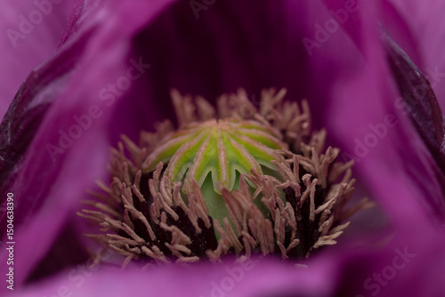 Detail of blooming opium poppy flower, papaver somniferum.