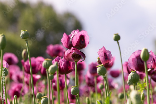 Blooming opium poppy flower field., papaver somniferum