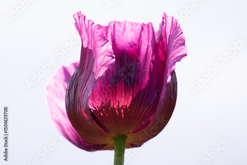 Detail of blooming opium poppy flower, papaver somniferum.