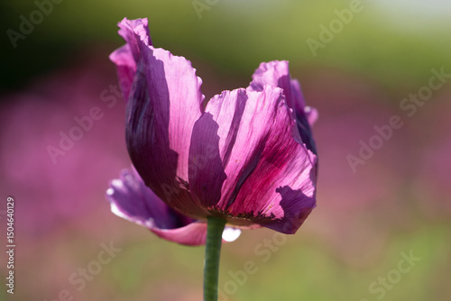 Detail of blooming opium poppy flower, papaver somniferum.
