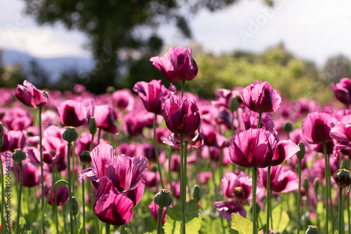 Blooming opium poppy flower field., papaver somniferum