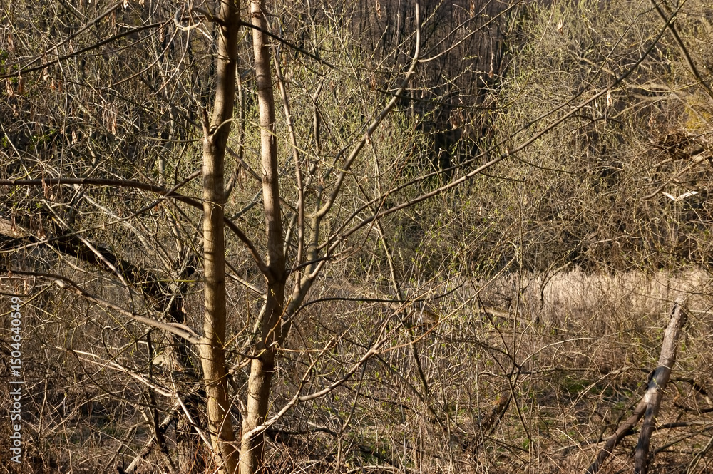 Fototapeta premium a spring forest, an impenetrable wilderness.