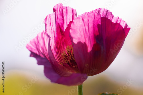 Detail of blooming opium poppy flower, papaver somniferum.