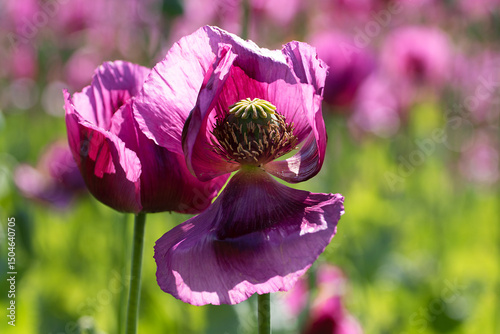 Detail of blooming opium poppy flower, papaver somniferum.