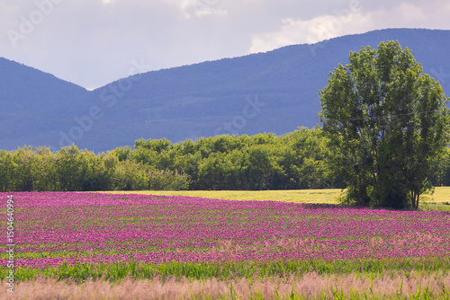 Blooming opium poppy flower field.
