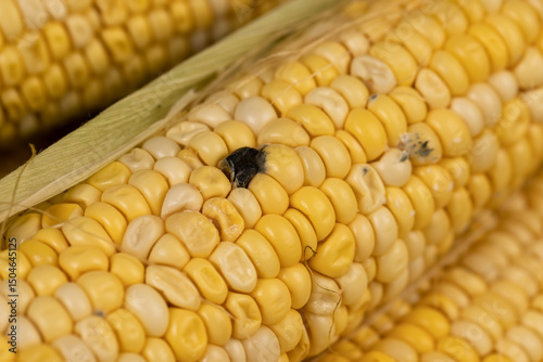 mold on a corn cob due to improper storage, spoiled sweet corn cobs with ripe yellow grains photo