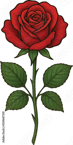 red, colours, rose, single, gift, isolated, close, floral, flower, leaf, nature, background, beautiful, blossom, plant, anniversary, birthday, cut out, elegance, greeting,