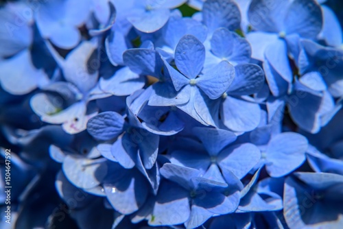 blue flower close up