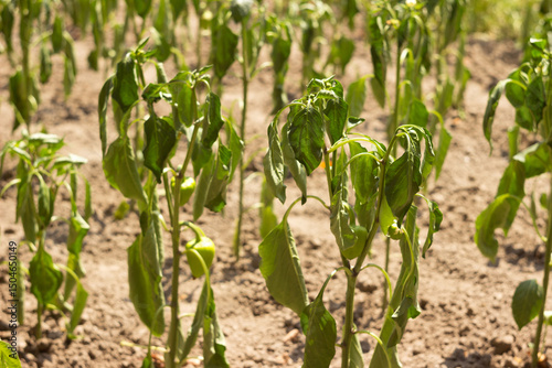Fotografía The bell pepper plant wilts during the summer heat. Agriculture