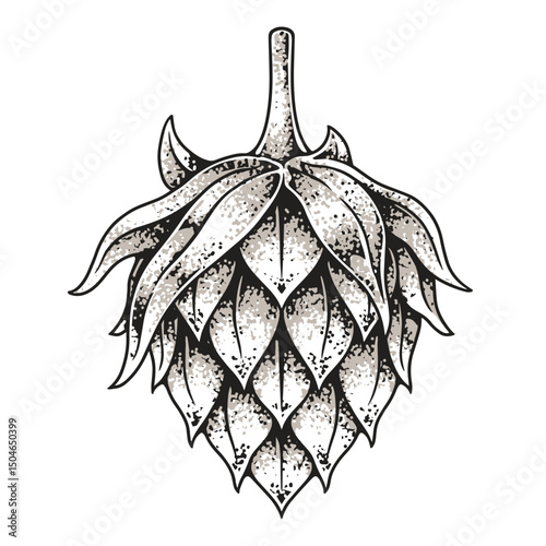 Hop cone illustration for brewing