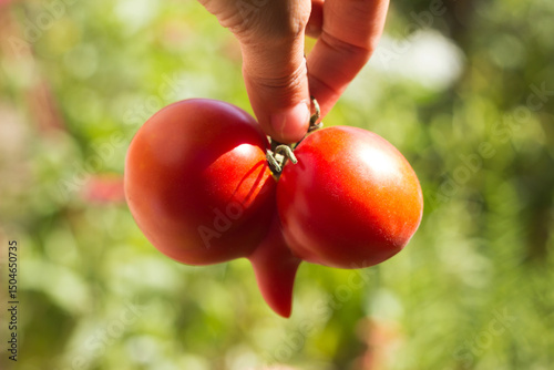 Schilderij op canvas Aberrant Tomato. Funny deformed ripe tomato in a woman's hand