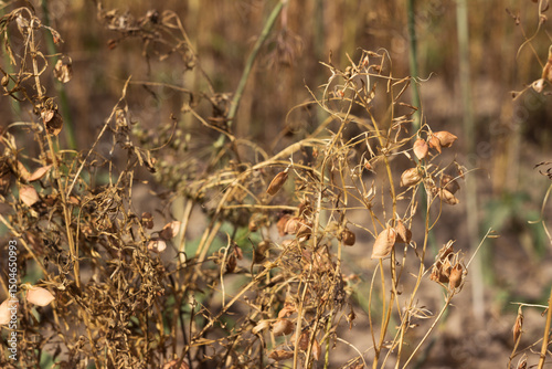 Ripe lentils in a field, harvesting pulses. Agriculture