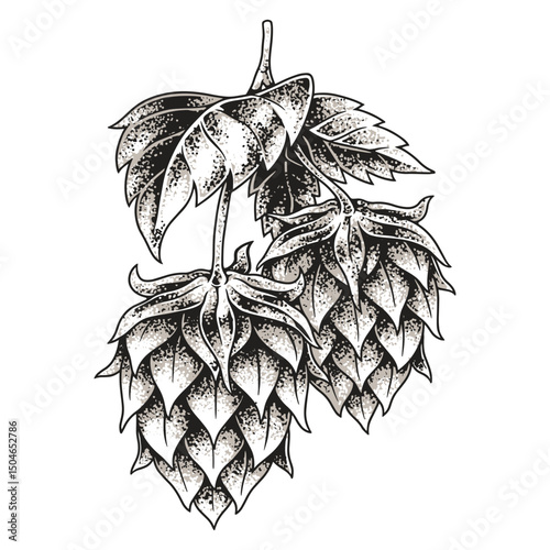 Hop cones are ready for brewing craft beer