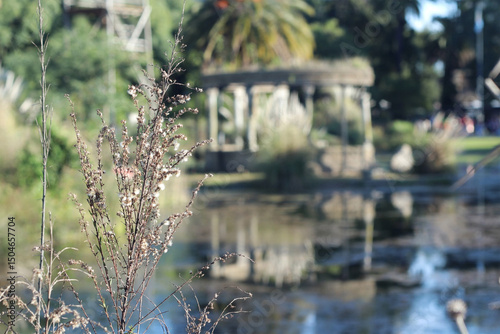 planta y ruinas
