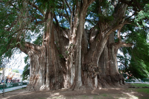 Foto Árbol de Tule
