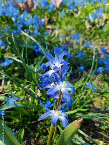 Glory-of-the-Snow (Chionodoxa) Blooming in Spring Garden photo