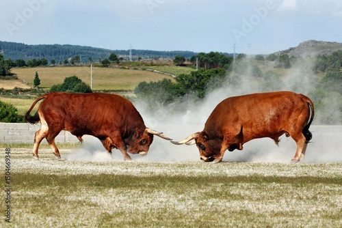 Two bulls fighting in an open field during the traditional exhibition of the Chega de Bois in Salto photo