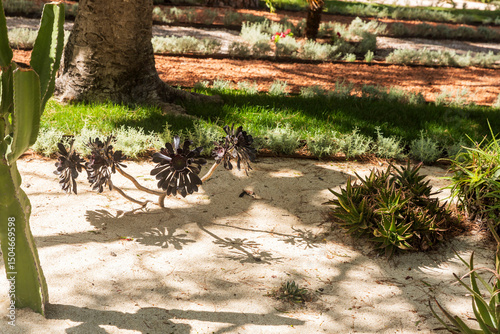 Aloe Plants in a Desert Garden.