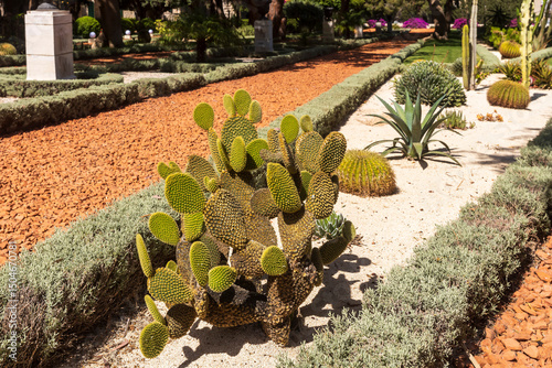 Haifa, Israel – May 24, 2025.  Bahai Gardens Bunny Ears Cactus in a Garden Setting.