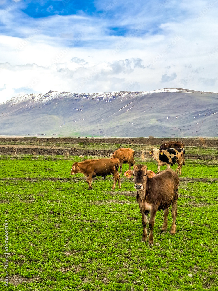 Fototapeta premium Calves and cows grazing peacefully in Erzurum highland valley