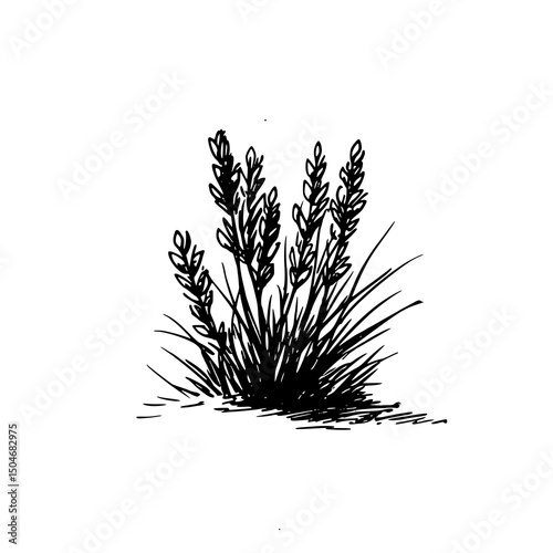 Vintage Botanical Illustration of plants in Black Ink – Hand-Drawn Floral Sketch for Botanical Books, Packaging, Tattoo Design, Nature Decor, and Vintage Garden-Themed Projects