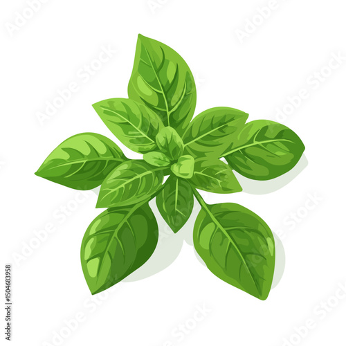 Basil, flat 2D isometric cartoon vector image isolated on white background.