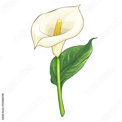 Calla Lily, vector graphic, 2D flat isometric cartoon illustration on white background.
