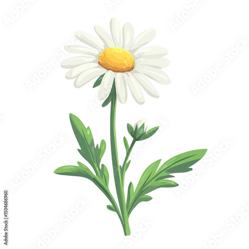 Chamomile Flower, 2D isometric flat cartoon vector illustration isolated on white background.