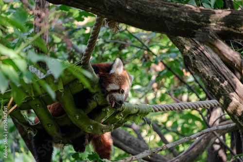 red panda in the tree