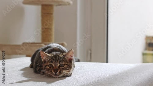 Movements of a hunting kitten indoors.