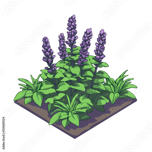 Field Sage, 2D isometric flat cartoon vector illustration isolated on white background.