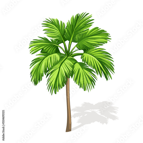 Fan Palm, vector graphic, 2D flat isometric cartoon illustration on white background.
