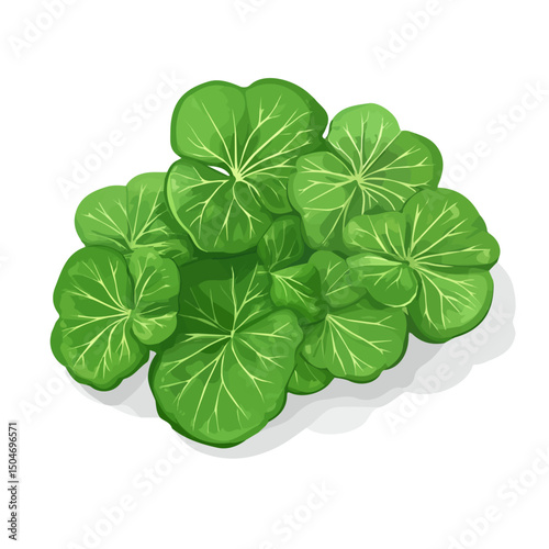 Gotu Kola, vector graphic, 2D flat isometric cartoon illustration on white background.
