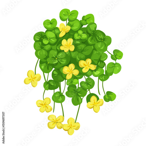 Creeping Jenny, cartoon vector illustration, flat 2D isometric style, white background.