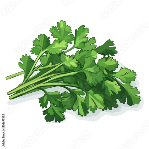 Cilantro, vector graphic, 2D flat isometric cartoon illustration on white background.
