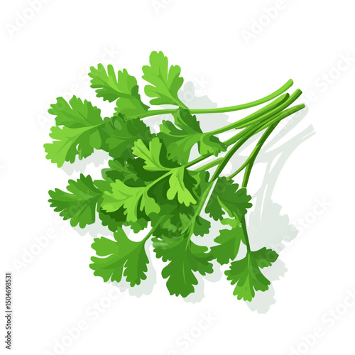 Cilantro, 2D isometric flat cartoon vector illustration isolated on white background.