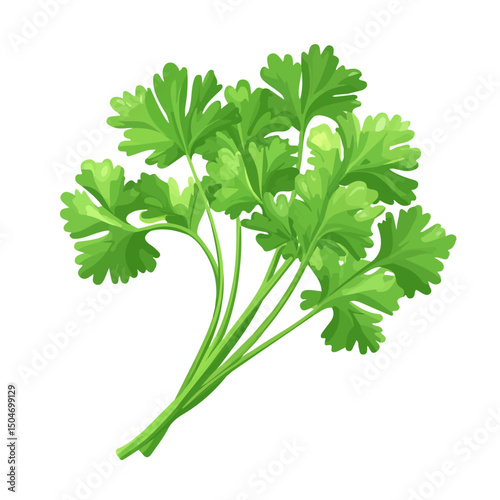 Cilantro, vector graphic, 2D flat isometric cartoon illustration on white background.
