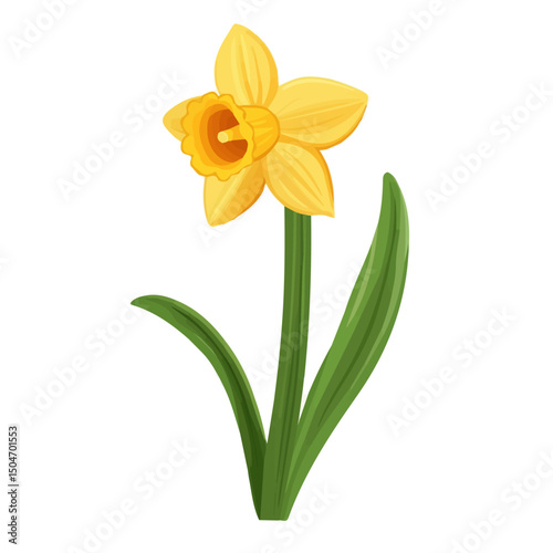 Daffodil, vector graphic, 2D flat isometric cartoon illustration on white background.
